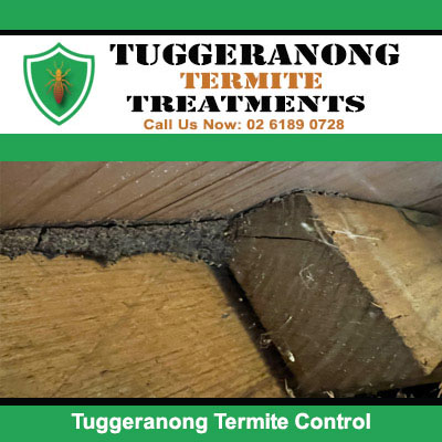 Termite control treatment applied to timber in Tuggeranong