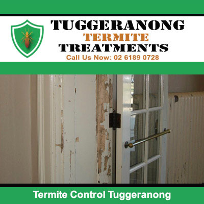 Termite control assessment of damaged door in Tuggeranong