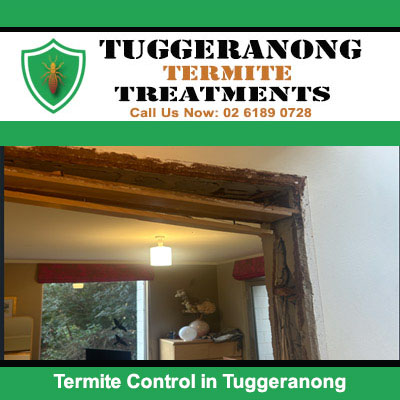 Termite control needed for damaged window in Tuggeranong