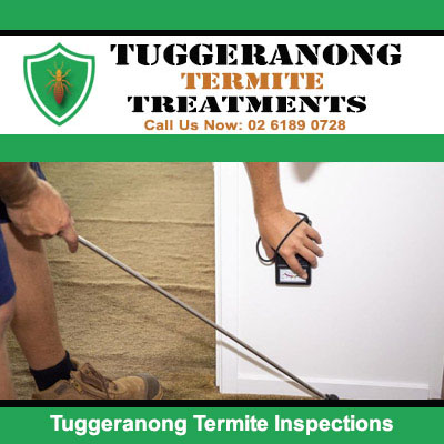 Conducting termite inspections in Tuggeranong