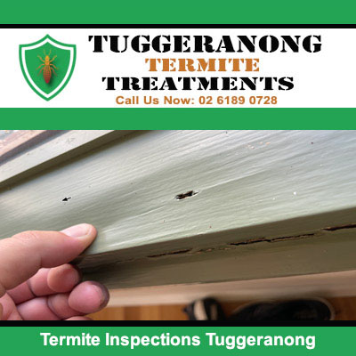 Termite inspections revealing wood damage in Tuggeranong