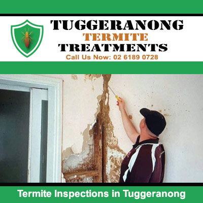 Termite inspections in Tuggeranong revealing wall damage
